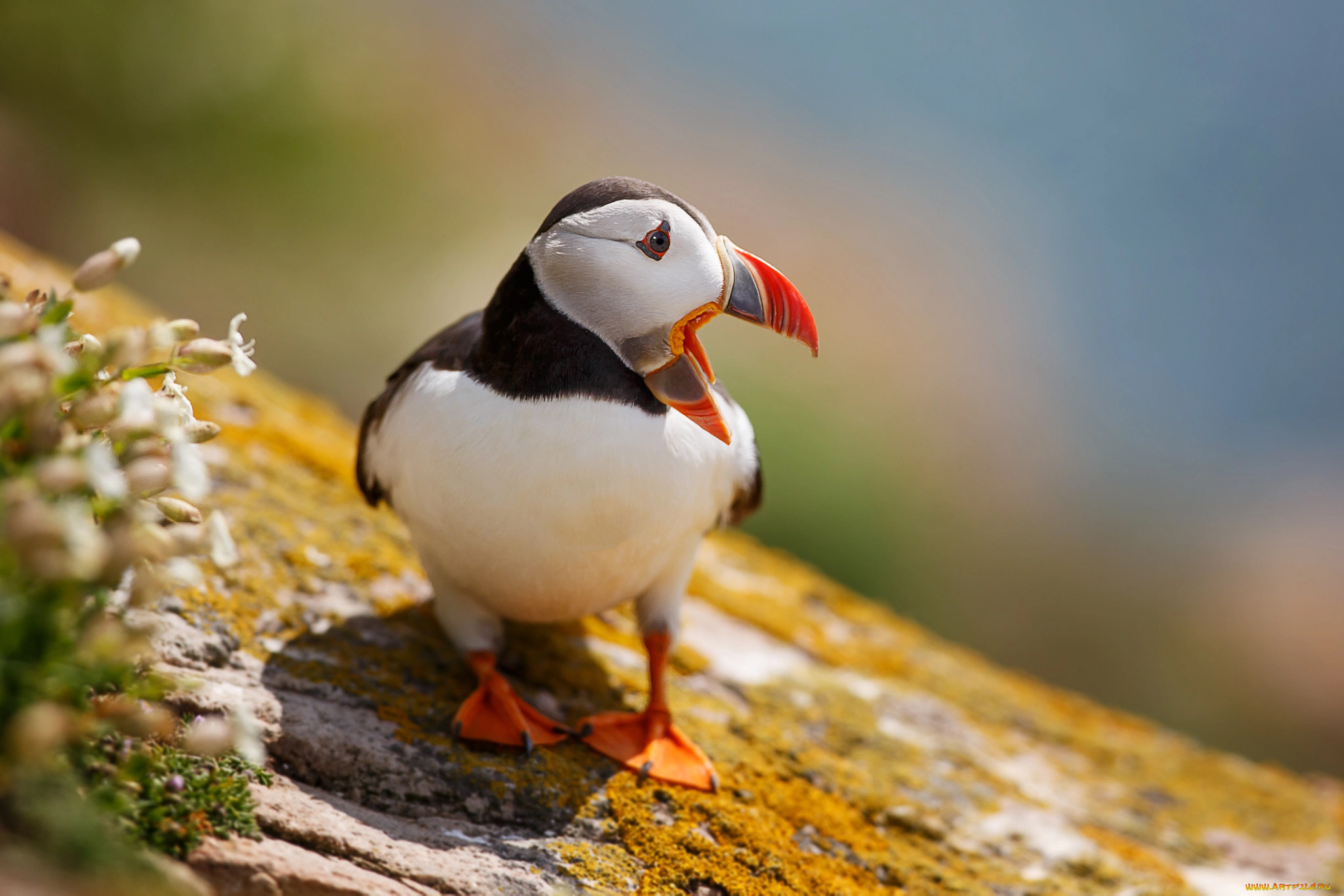 Птичка тупик. Паффин птица. Puffins птица тупик. Тупики в Арктике. Тупак птица.